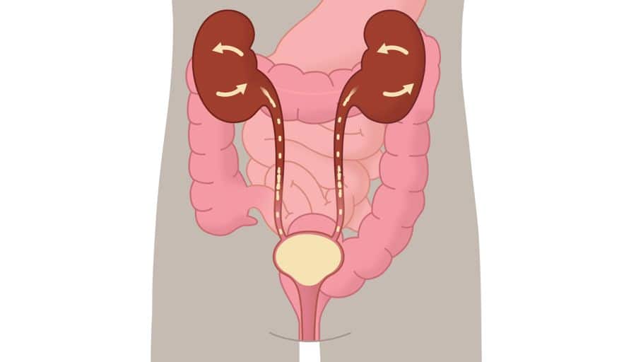 Urine production