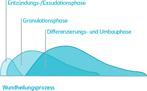 Typischer Wundheilungsverlauf akuter Wunden mit Exsudations-, Granulations- und Umbauphase.