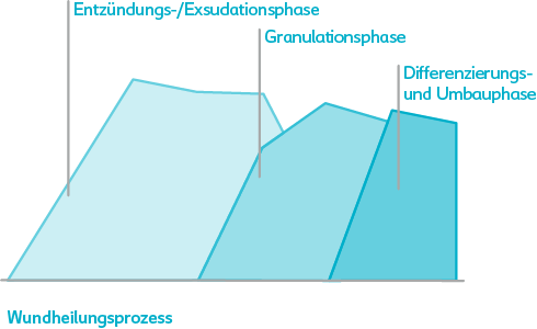 Grafik der drei Phasen der Wundheilung: Entzündung, Granulation und Differenzierungs- bzw. Umbauphase.
