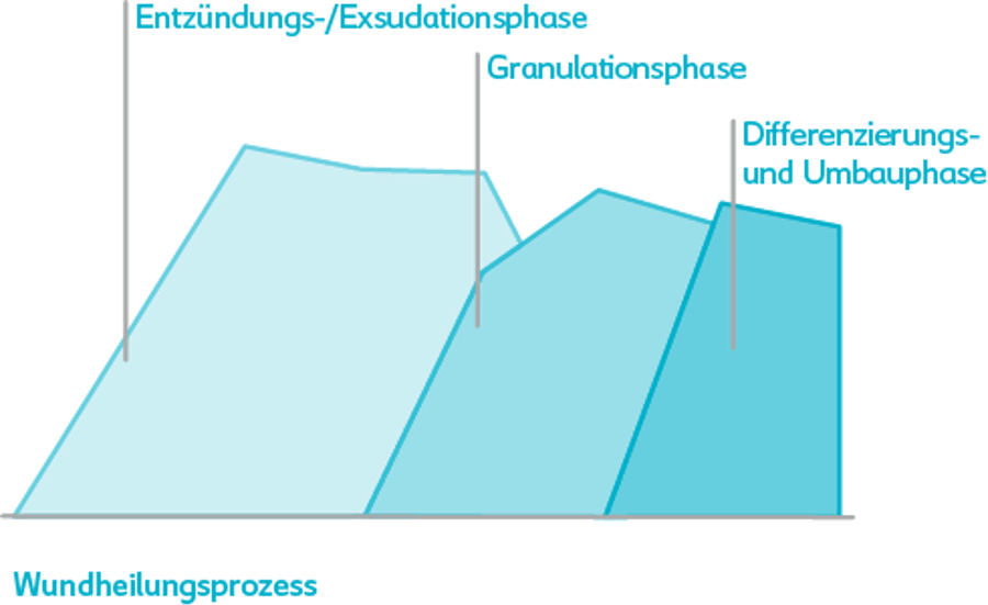 Grafik der drei Phasen der Wundheilung: Entzündung, Granulation und Differenzierungs- bzw. Umbauphase.